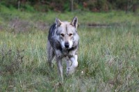 /album/saarloos-wolfdog-norway/image-20-jpg/